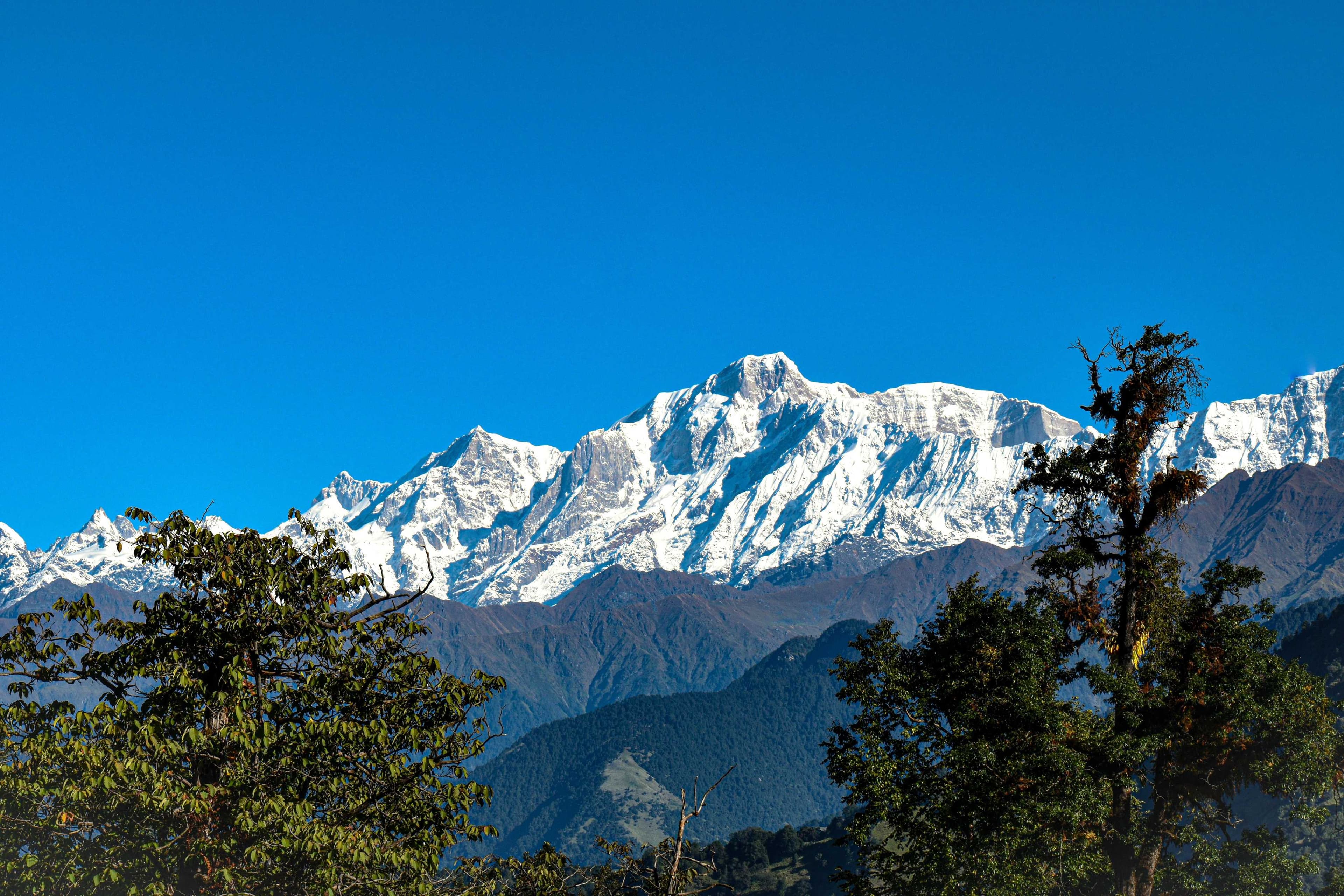 Himalayan botanical plantation