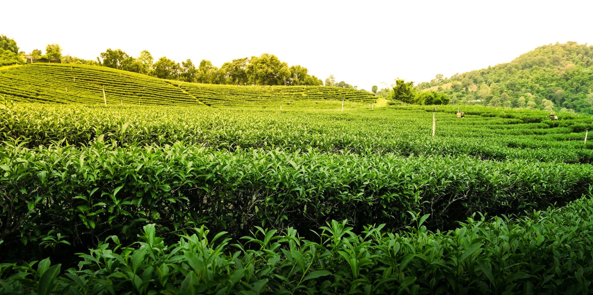 Tea plantation in the Himalayan foothills