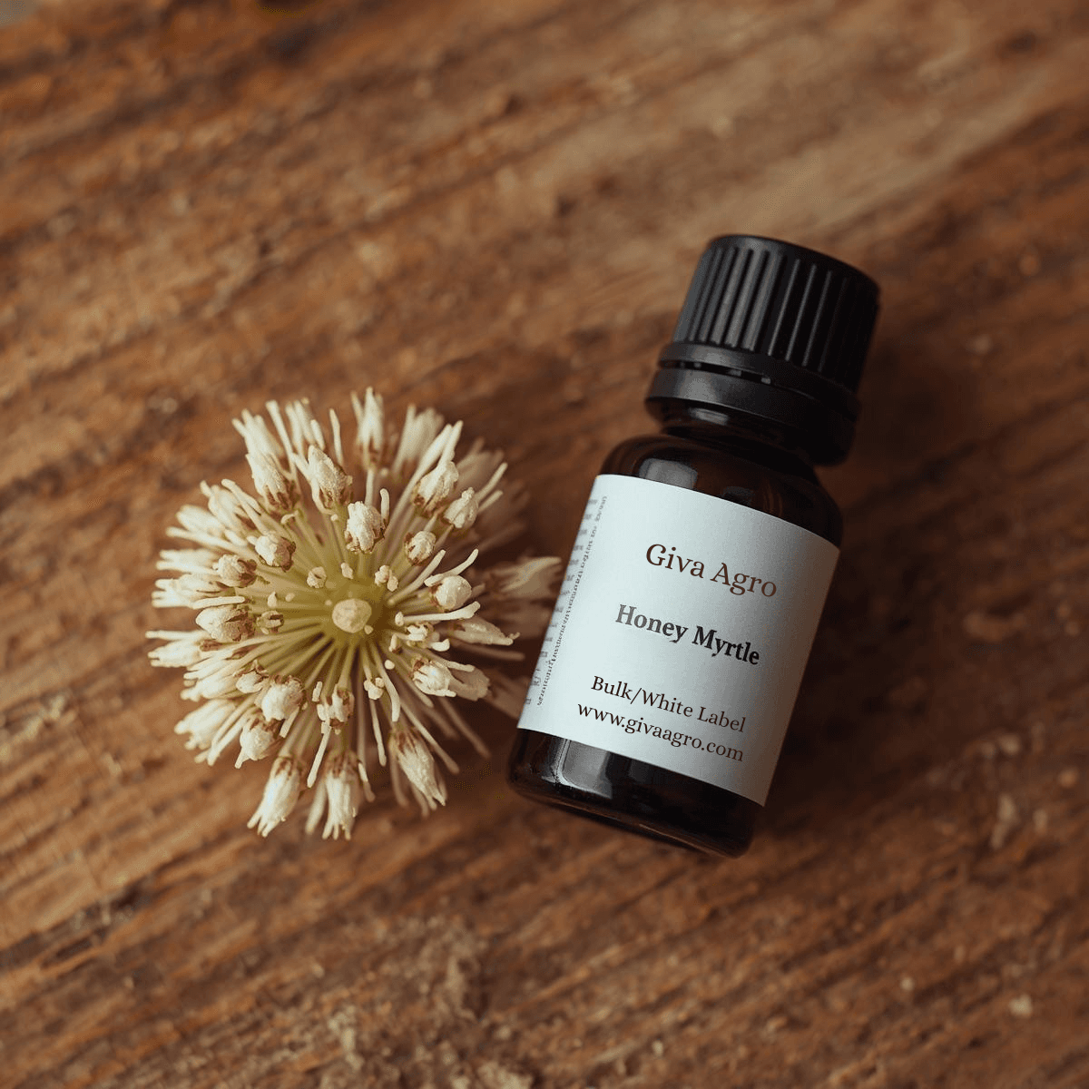 đ¸Melaleuca nesophila â The Sweet Power of Honey Myrtle Oil.